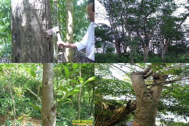 楠沉香是什么树1680826804491 楠沉香是什么树1680826804491