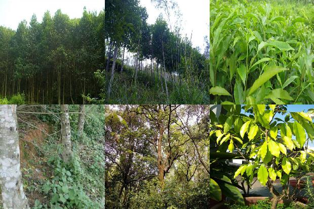 楠沉香是什么树1680826804538 楠沉香是什么树1680826804538