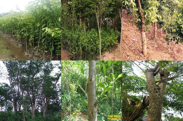 药用沉香现在市场价多少一克1680826926843 药用沉香现在市场价多少一克1680826926843