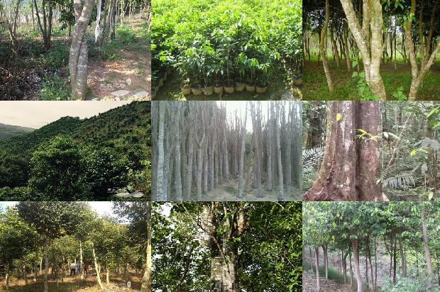 药用沉香现在市场价多少一克1680826926938 药用沉香现在市场价多少一克1680826926938