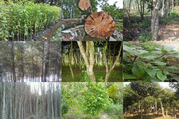 沉香的价值多少1680827387795 沉香的价值多少1680827387795