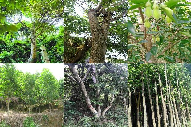 沉香的价值多少1680827387843 沉香的价值多少1680827387843