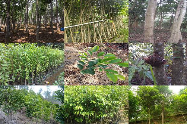 沉香的价值多少1680827387889 沉香的价值多少1680827387889