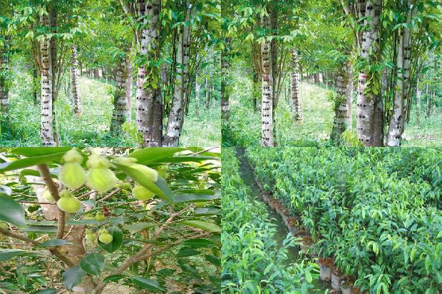 沉香的价值多少1680827387936 沉香的价值多少1680827387936