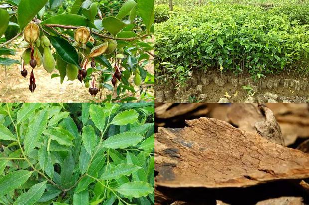 奇楠沉香什么价1680912906716 奇楠沉香什么价1680912906716