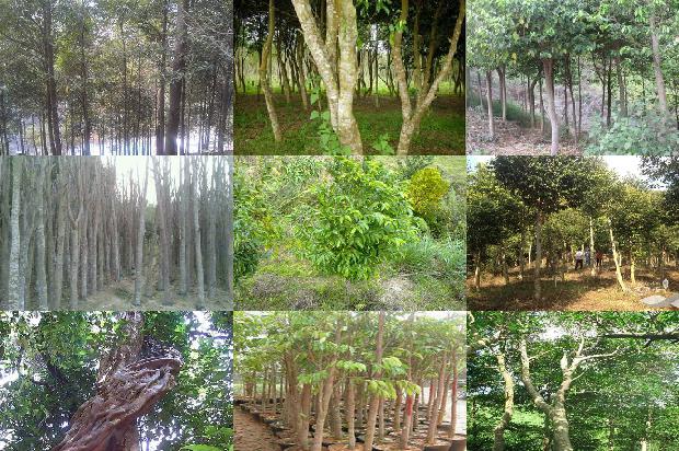 奇楠沉香什么价1680912906764 奇楠沉香什么价1680912906764