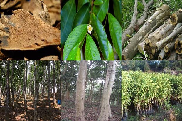 沉香有什么价值1680913015632