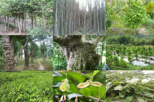 沉香有什么价值1680913015680