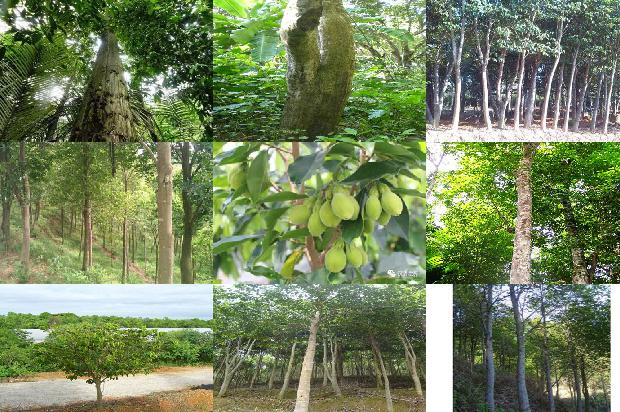 沉香有什么价值1680913015728