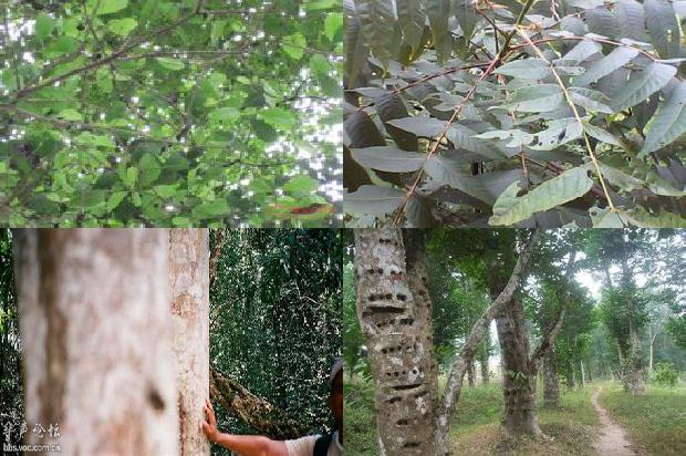 沉香有什么价值1680913015776