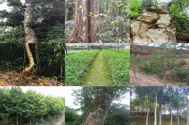 现在种植沉香树前景如何1694304587249 现在种植沉香树前景如何1694304587249