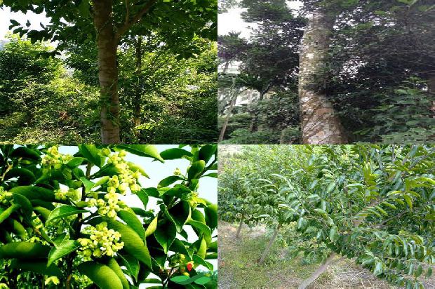 黄油格沉香市场价1克多少1680999278761 黄油格沉香市场价1克多少1680999278761