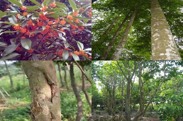 沉香有多少种1681085346881 沉香有多少种1681085346881