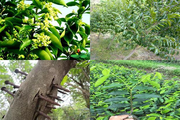 沉香有多少种1681085346929 沉香有多少种1681085346929