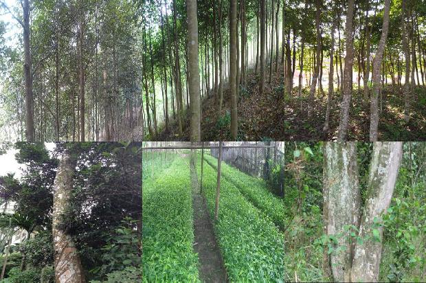 沉香是什么树1681085814429 沉香是什么树1681085814429