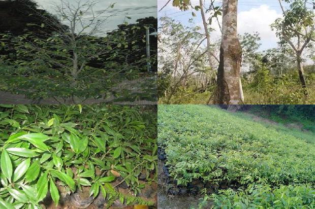 沉香是什么树1681085814477 沉香是什么树1681085814477