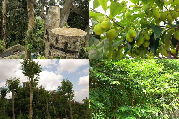 沉香是什么树1681085814525 沉香是什么树1681085814525