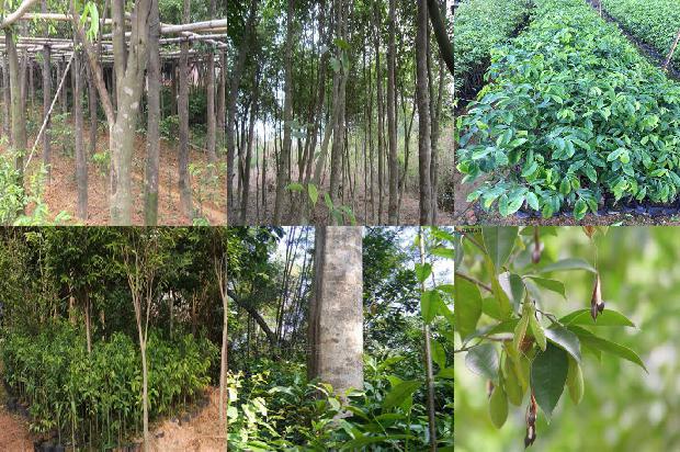 沉香是什么树1681085814573 沉香是什么树1681085814573