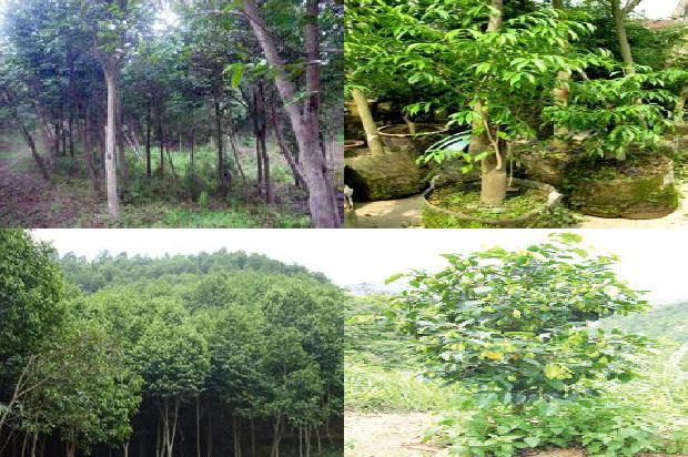 什么树长沉香1681085920045 什么树长沉香1681085920045