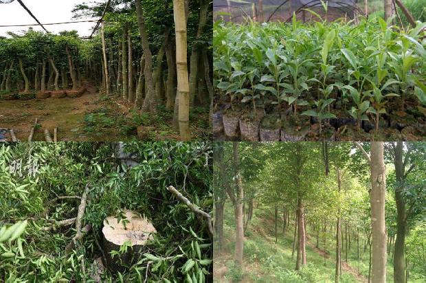 什么树长沉香1681085920093 什么树长沉香1681085920093