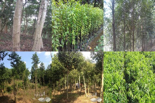 什么树长沉香1681085920141 什么树长沉香1681085920141