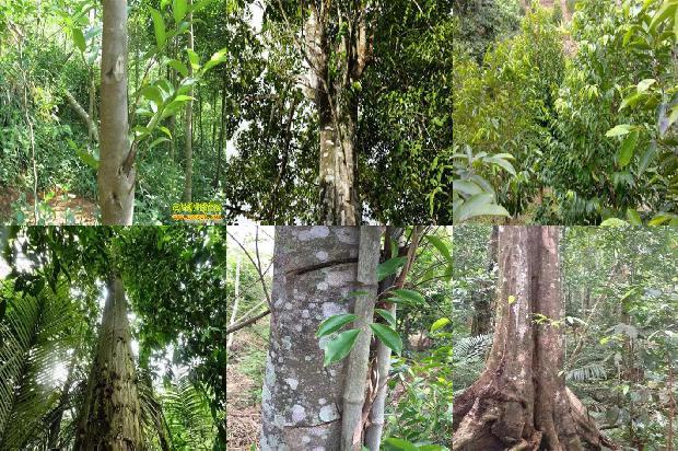 什么树长沉香1681085920188 什么树长沉香1681085920188