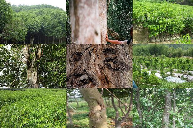 什么树有沉香1681086153270 什么树有沉香1681086153270