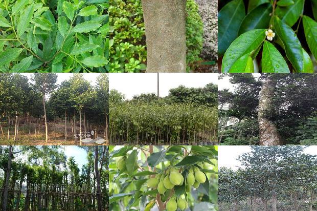 什么树有沉香1681086153318 什么树有沉香1681086153318