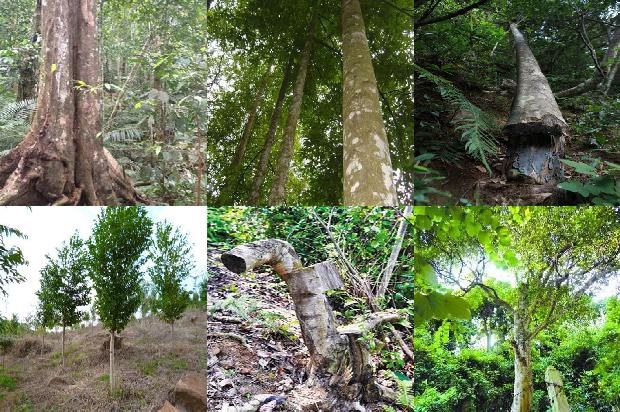 什么树有沉香1681086153365 什么树有沉香1681086153365