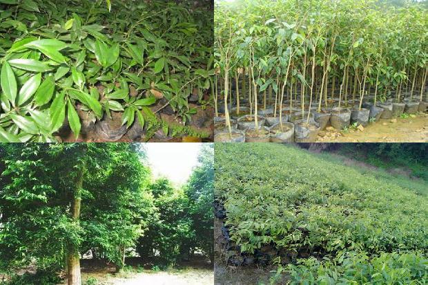 奇楠沉香树苗东北能种植吗1681086355464 奇楠沉香树苗东北能种植吗1681086355464