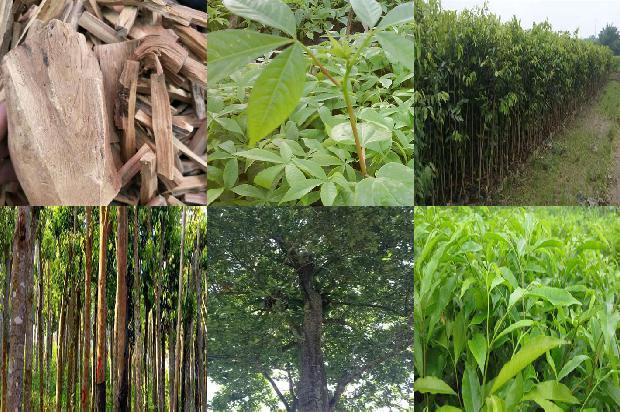 奇楠沉香树苗东北能种植吗1681086355510 奇楠沉香树苗东北能种植吗1681086355510