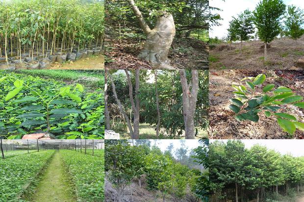 奇楠沉香树苗哪里卖1681086550529 奇楠沉香树苗哪里卖1681086550529