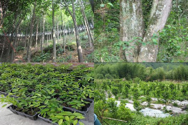 奇楠沉香树苗哪里卖1681086550577 奇楠沉香树苗哪里卖1681086550577