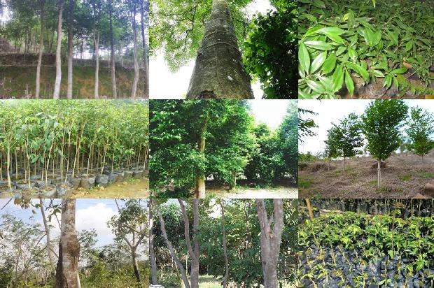 奇楠沉香树苗哪里卖1681086550623 奇楠沉香树苗哪里卖1681086550623