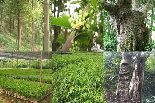 沉香产自哪1681171751055 沉香产自哪1681171751055