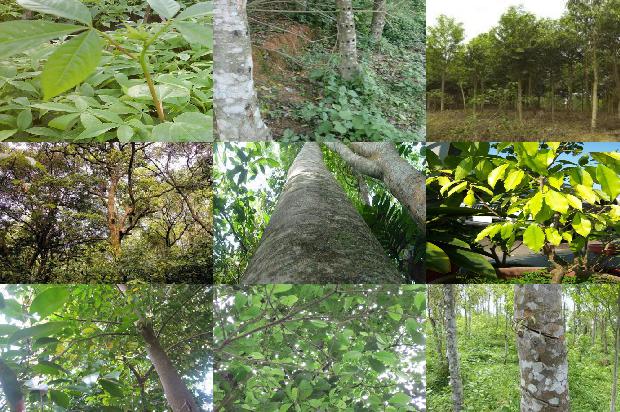 沉香产自哪1681171751103 沉香产自哪1681171751103