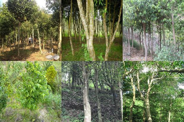 沉香产自哪1681171751151 沉香产自哪1681171751151