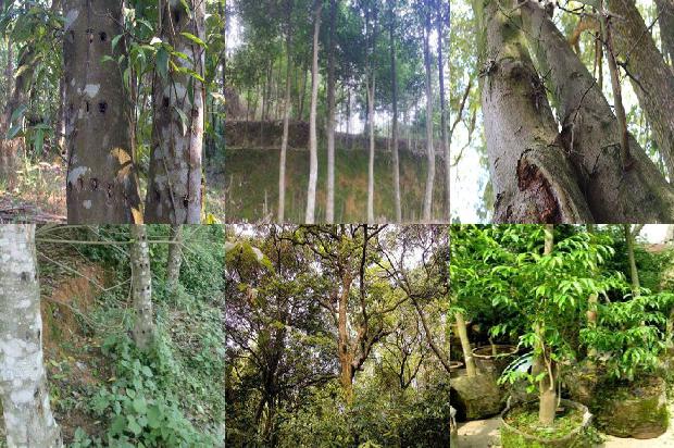 沉香产自哪1681171751199 沉香产自哪1681171751199