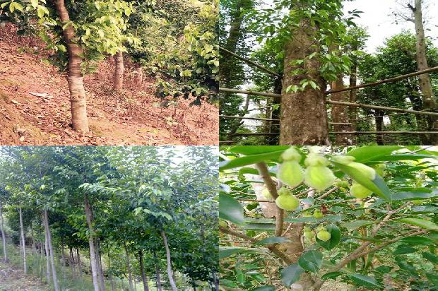 沉香好卖吗1681172096667 沉香好卖吗1681172096667