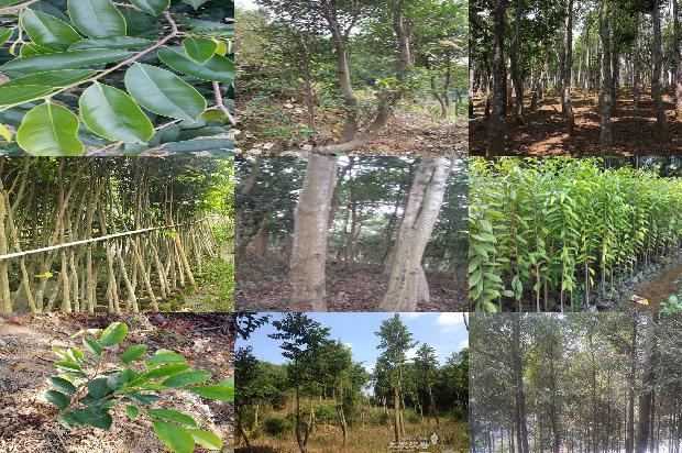 沉香好卖吗1681172096714 沉香好卖吗1681172096714