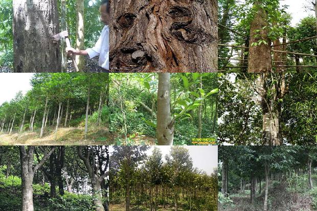 沉香好卖吗1681172096762 沉香好卖吗1681172096762