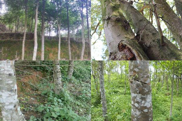 沉香好卖吗1681172096810 沉香好卖吗1681172096810