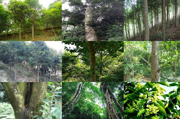 沉香是树吗1681172211022 沉香是树吗1681172211022