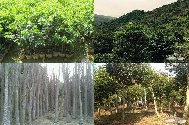 沉香是树吗1681172211069 沉香是树吗1681172211069