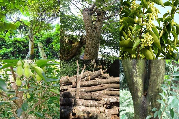 沉香是树吗1681172211117 沉香是树吗1681172211117