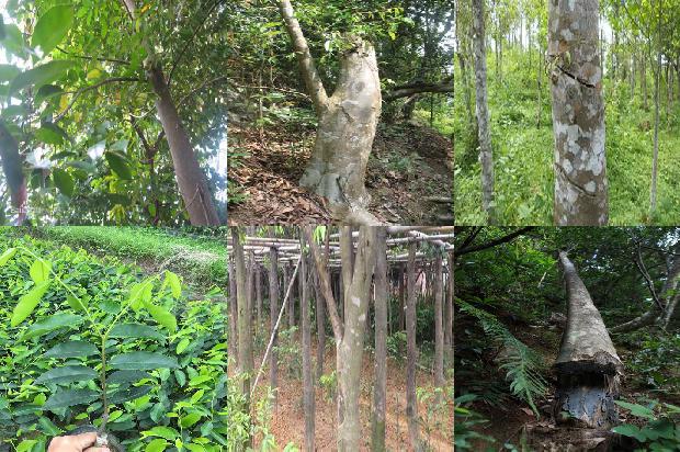 沉香树苗哪里有售1681172334823 沉香树苗哪里有售1681172334823