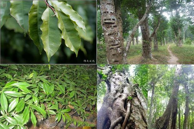 沉香树苗哪里有售1681172334870 沉香树苗哪里有售1681172334870