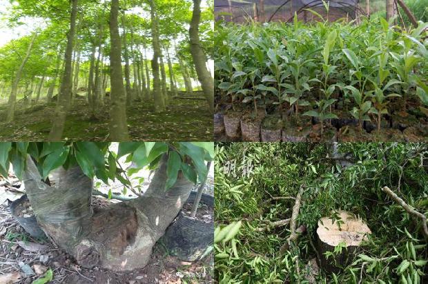 沉香树苗哪里有售1681172334918 沉香树苗哪里有售1681172334918