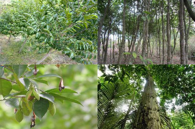 沉香树苗哪里有售1681172334966 沉香树苗哪里有售1681172334966