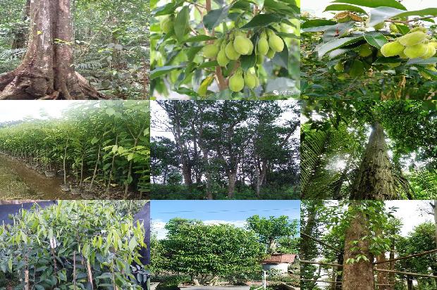 哪里有沉香的树苗1681172461580 哪里有沉香的树苗1681172461580